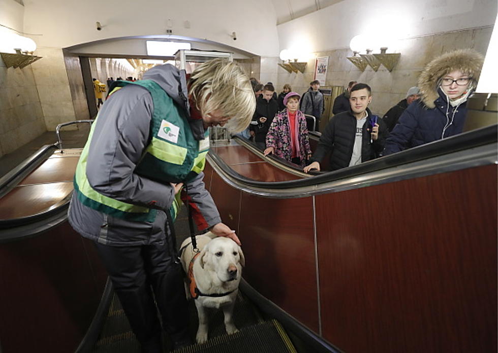 House Endorses Bill to Crack Down on Fake Service Animals