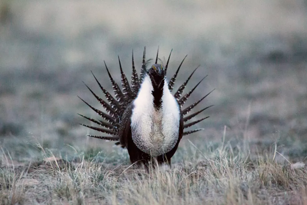 Sage Grouse Versus Energy Leases