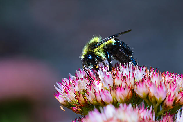 Would You Support a Montana Bee Incentive?