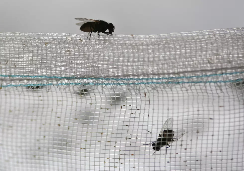 Weird Fly-like Bugs are Swarming the Heights