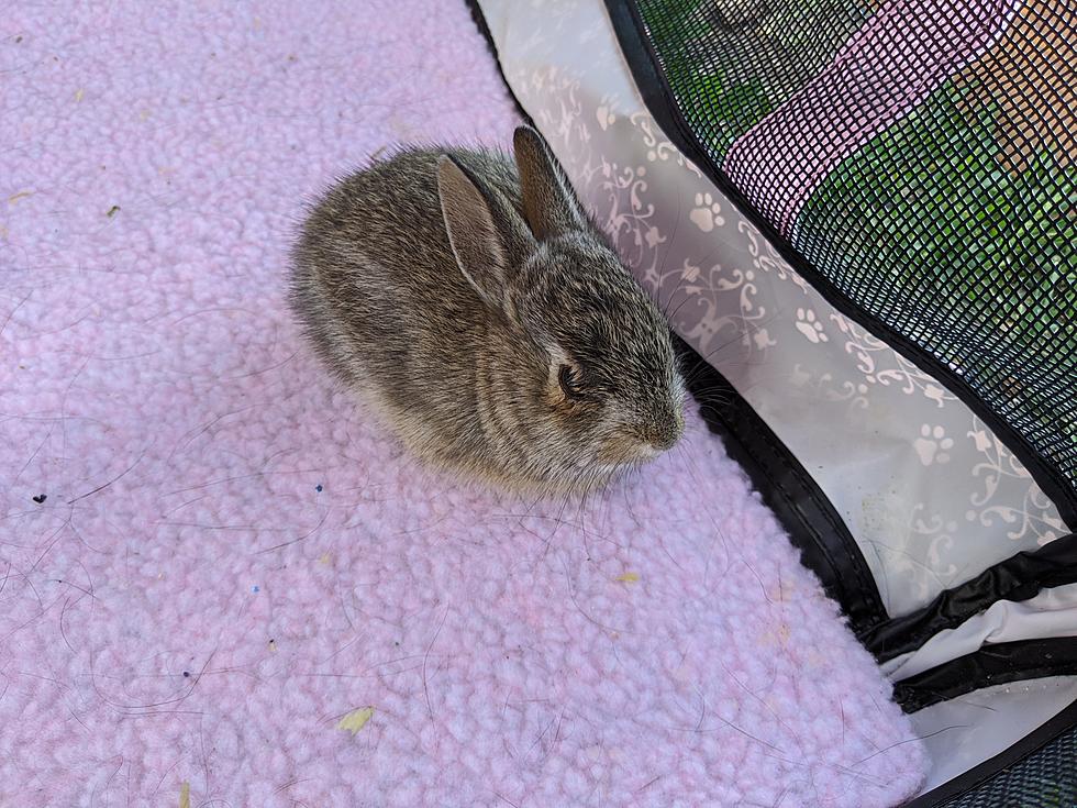 Found a Wild Bunny in Your Montana Backyard? Here’s What to Do.
