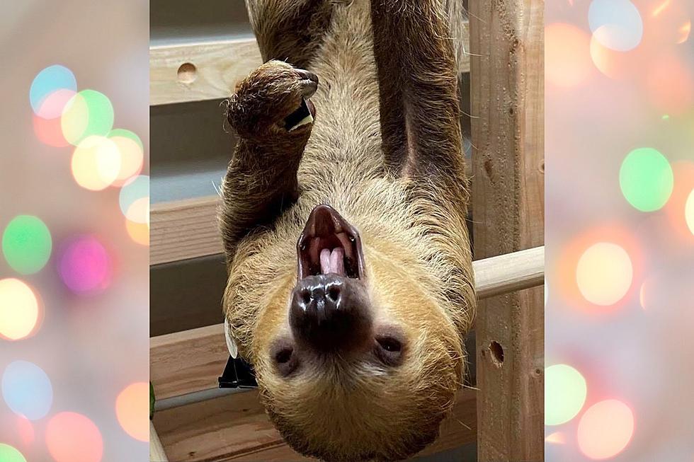 ZooMontana’s Sloth Gets His Name and We Love It