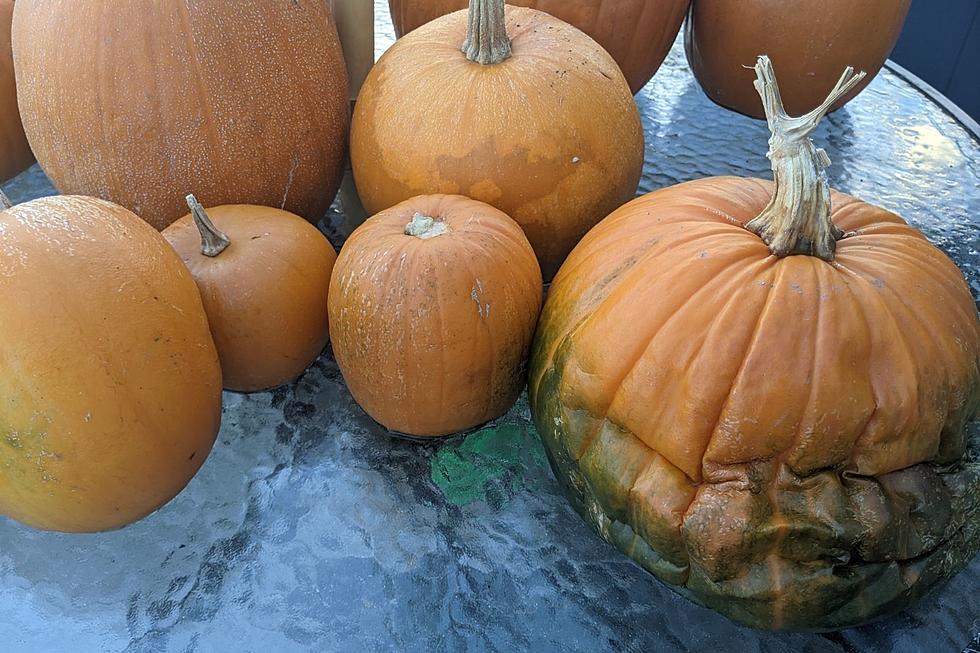6 Ways to Get Rid of Pumpkins After Halloween