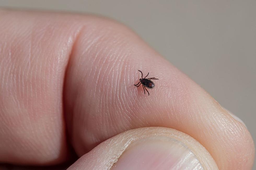 It’s Tick Season in Montana. How to Protect You and Your Pets
