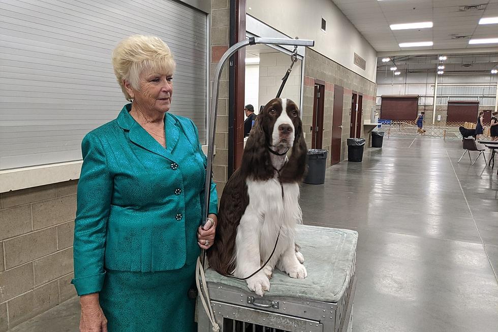 See 550 Beautiful Dogs at MetraPark this Weekend at AKC Dog Show