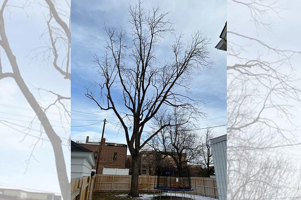 Dead Tree in Billings is Listed For Sale for $8,000... OBO