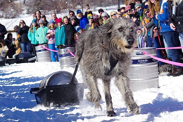 See the Fastest Pulling Dogs, Sunday (3/6) in Red Lodge, MT