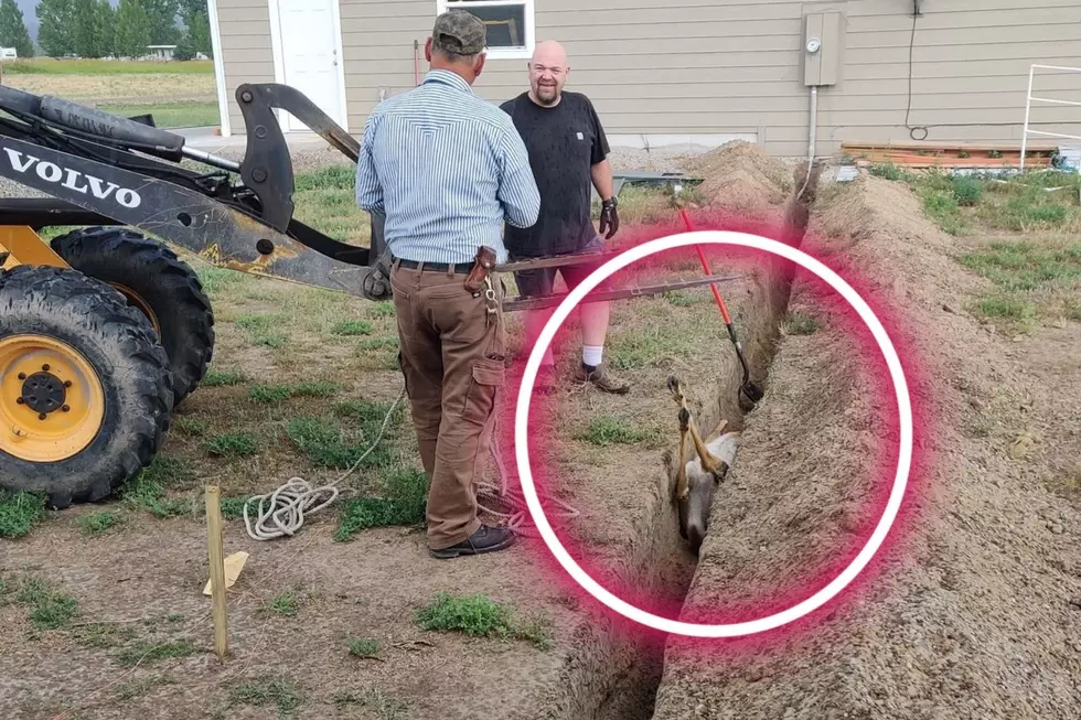 WATCH: Heartwarming Video of a Montana Deer Rescued from a Trench