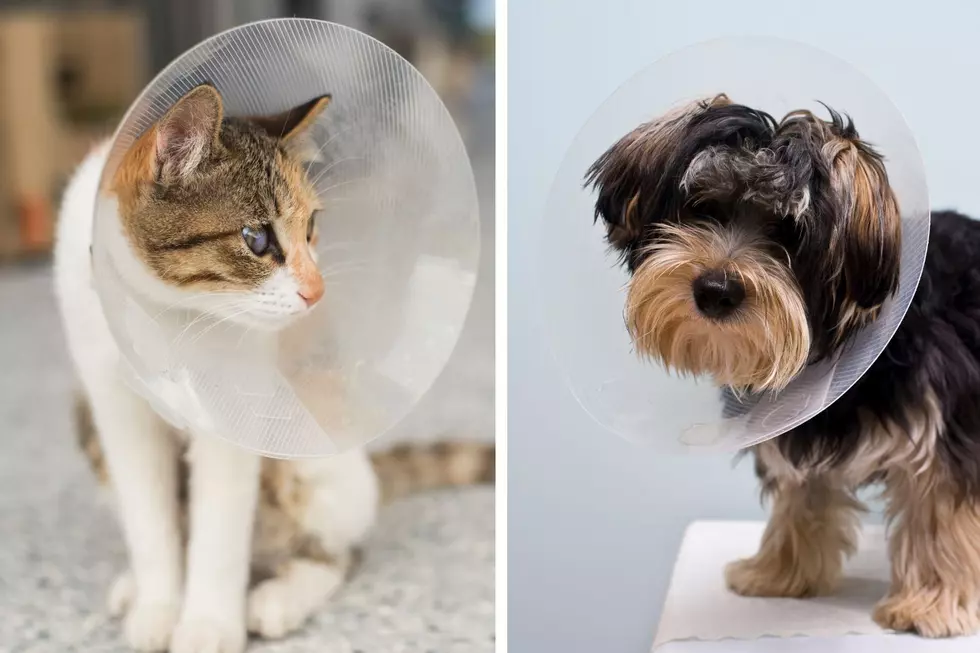 Help Control The Pet Population: Billings Spay/Neuter Clinic