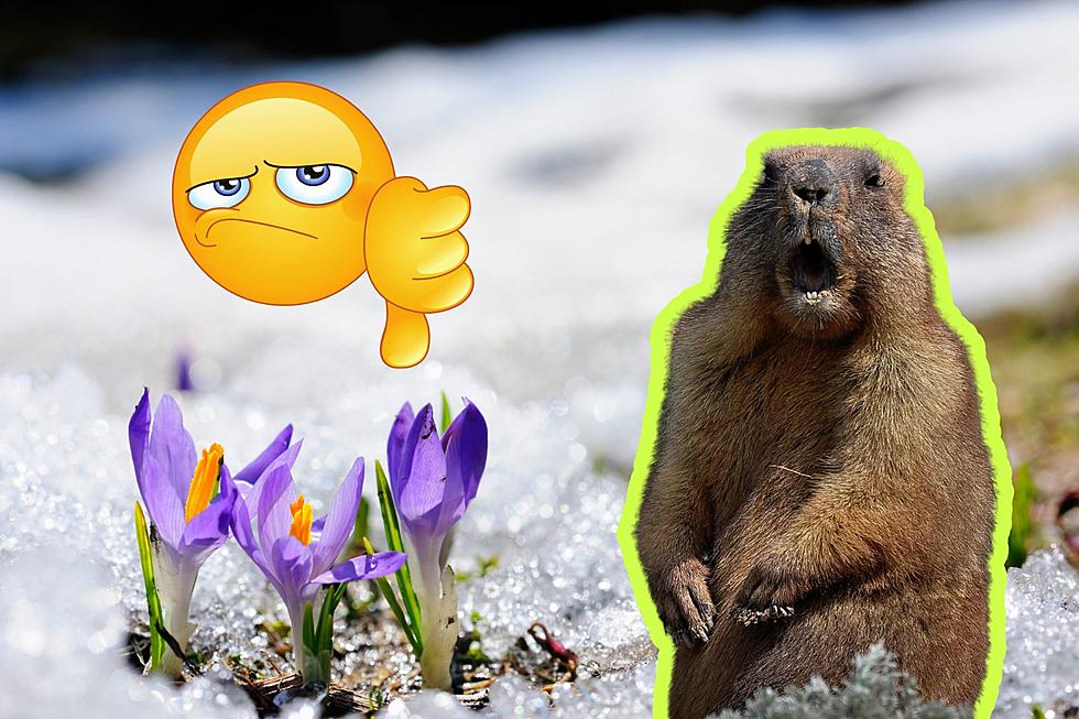 Who Cares About Some Stinky Groundhog?