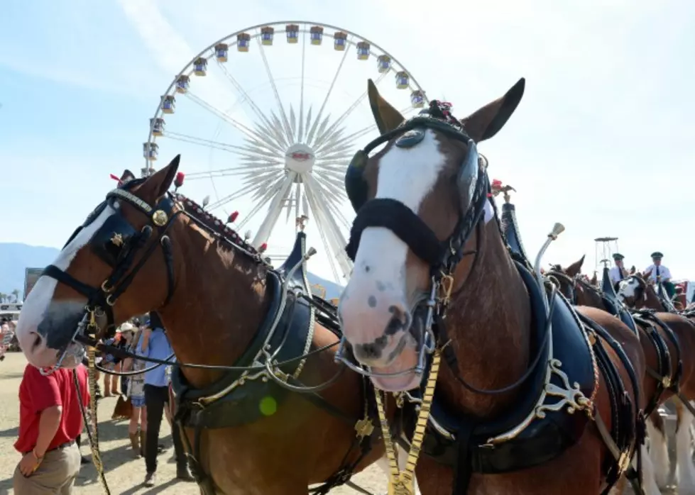 World Famous Clydesdales Will be Stars of All-New Arena Beer Garden at MontanaFair