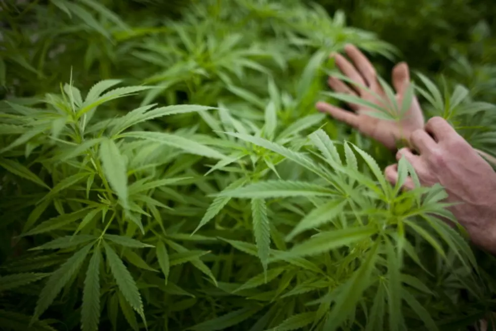 Med Marijuana Patient Increase