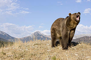 Grizzly Euthanized