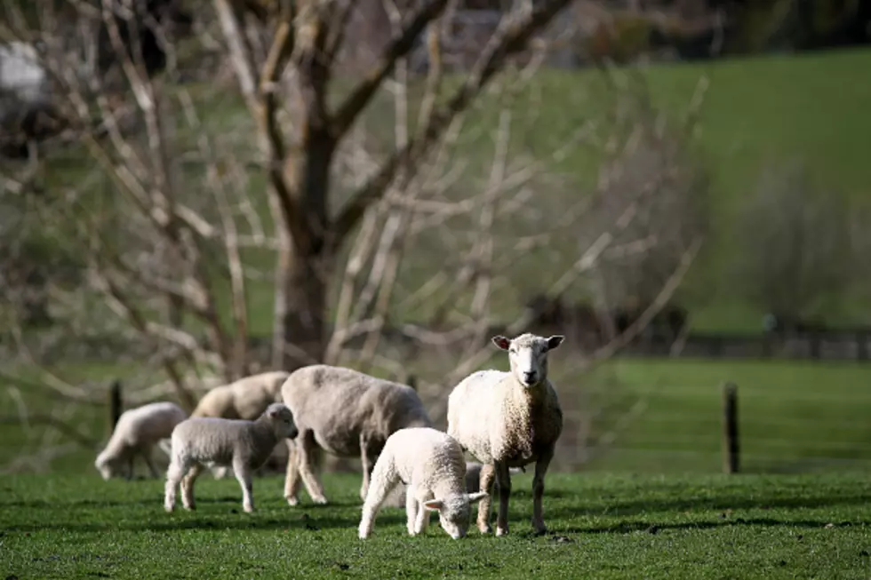 Judge Rejects Bid to Block Sheep Grazing in Centennial Range