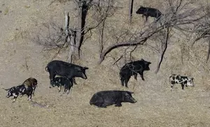 Montana Seeks to Keep Feral Pigs From Canada at Bay Yesterday