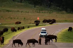 Bison Escape Onto Western Montana Highway, 2 Killed
