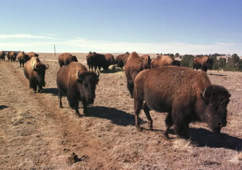 Yellowstone Bison Entering Montana Face Slaughter, Hunters