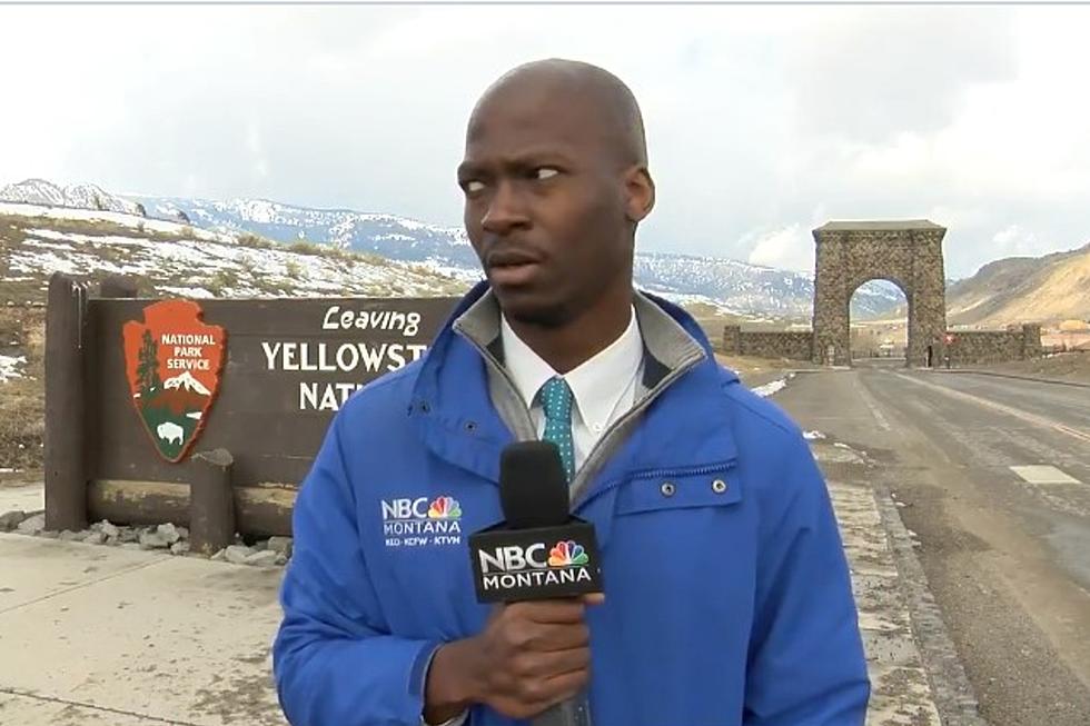 THREE YEARS AGO: NBC MT Reporter "Not Messin" With Bison