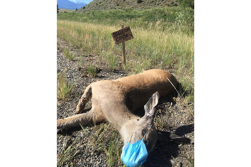As Seen Near Livingston, Montana..."Died of COVID"