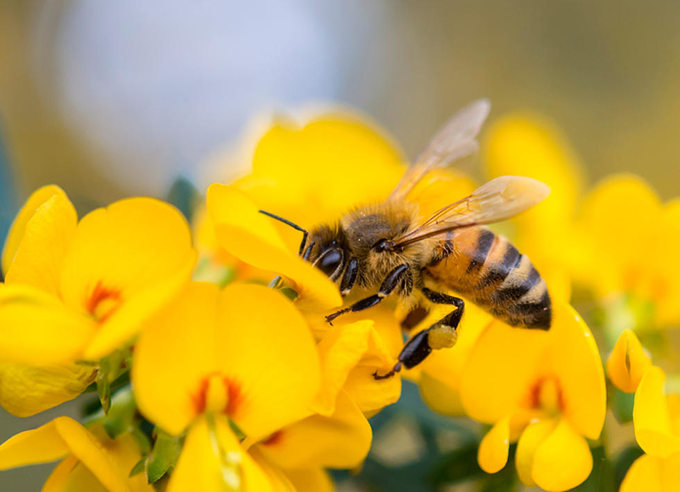 “Pollinator Protection Act” Seeks to Help Save the Bees