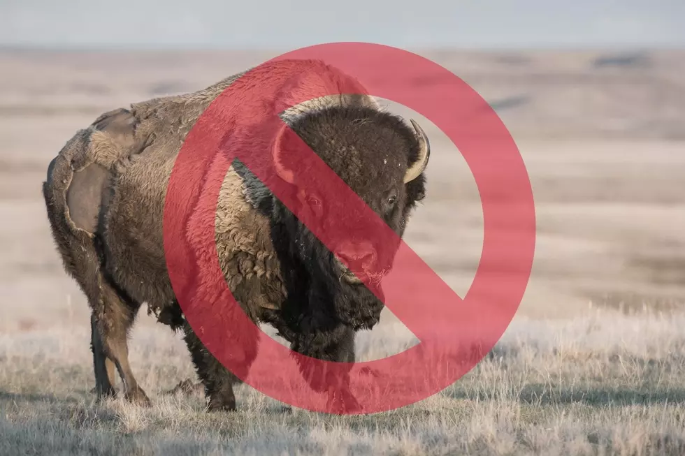 Stop Feeding The Bison! Montana’s Top Cop Goes After Bison