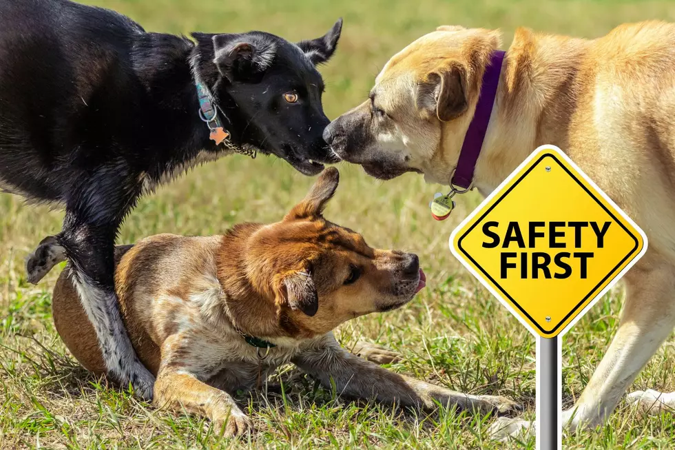 Dog Park Etiquette: Responsible Ownership for Safe Play