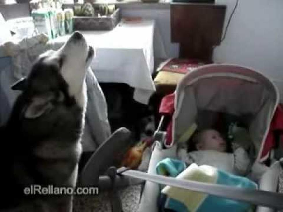 Adorable Babies on the Net[VIDEO]