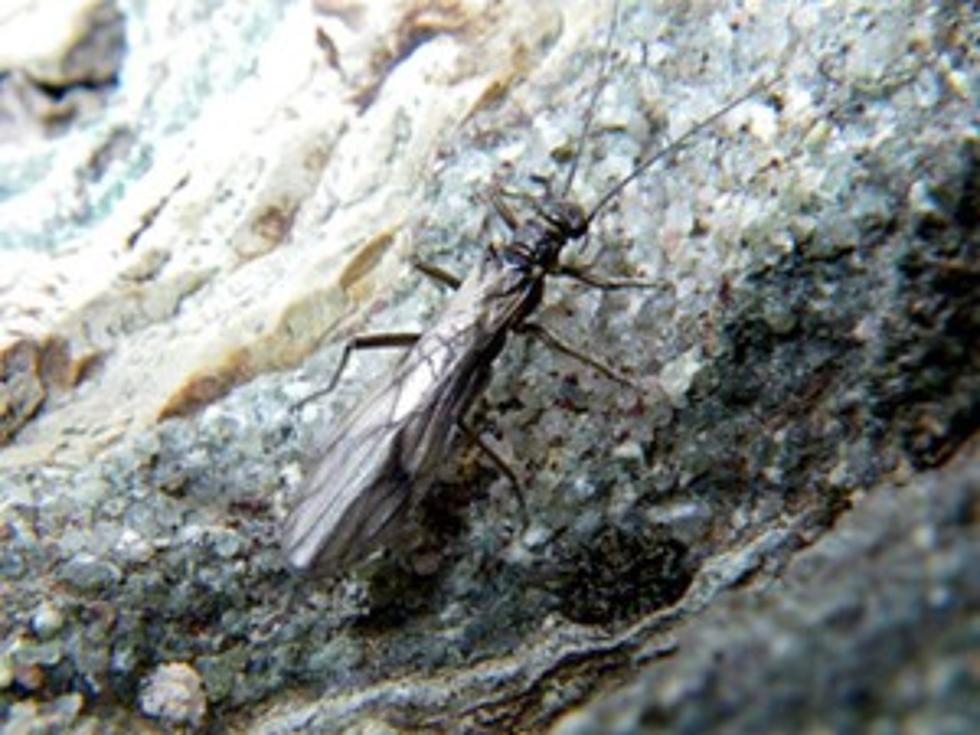 Two Types of Stoneflies Proposed for Endangered Species Act Protections