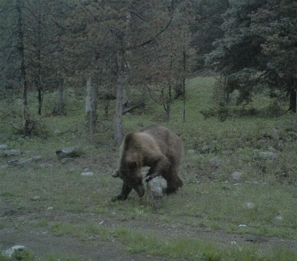 Grizzly Kills Cattle Near Dupuyer