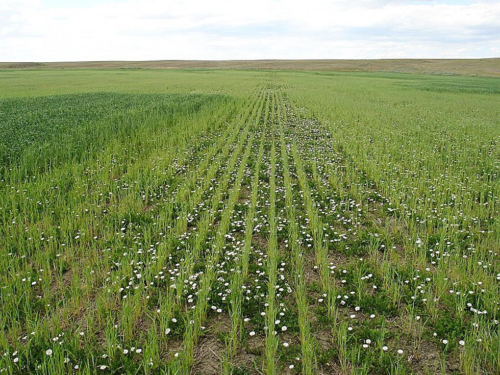 Montana organic farmers, MSU lead $2 million grant for perennial weeds