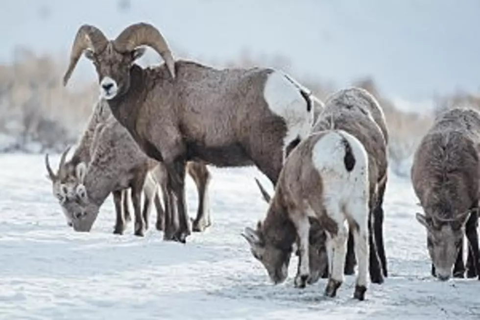 Bighorn Sheep CANCELLED