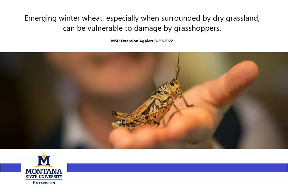 MSU AgAlert: Protecting Winter Wheat from Grasshopper Damage