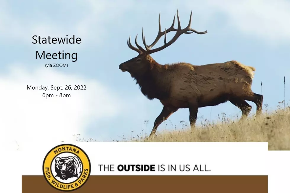FWP Schedules Statewide Zoom Meeting on Revisions to Elk Management Plan