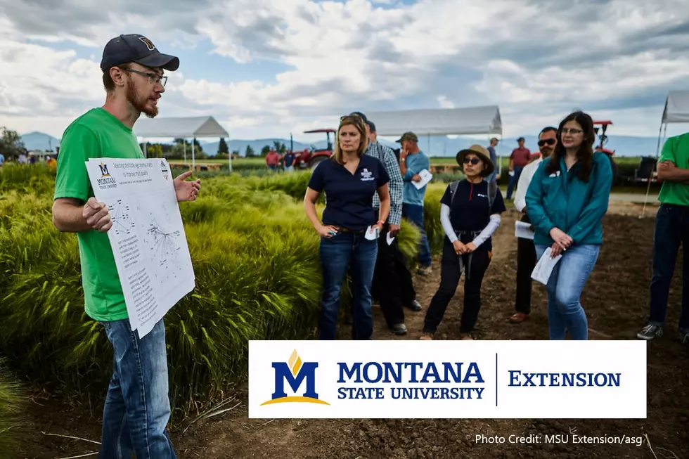 MSU Extension Field Days Set for June