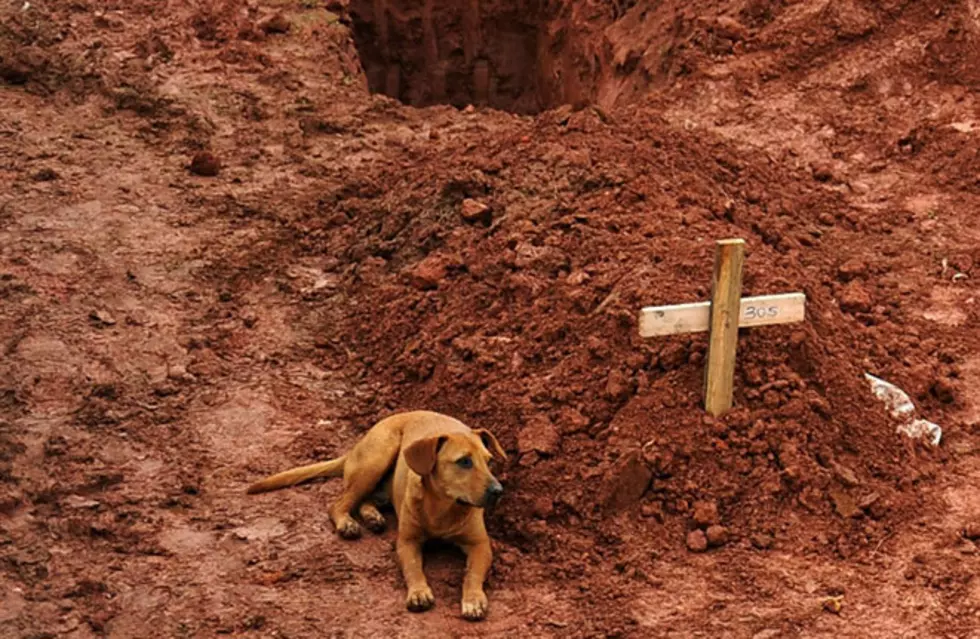 A Dog Takes Its Loyalty To The Grave in Brazil