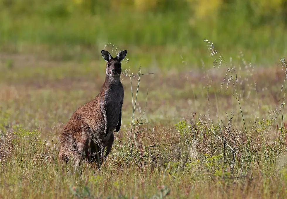 Hunter in Adair OK Encounters a Kangaroo