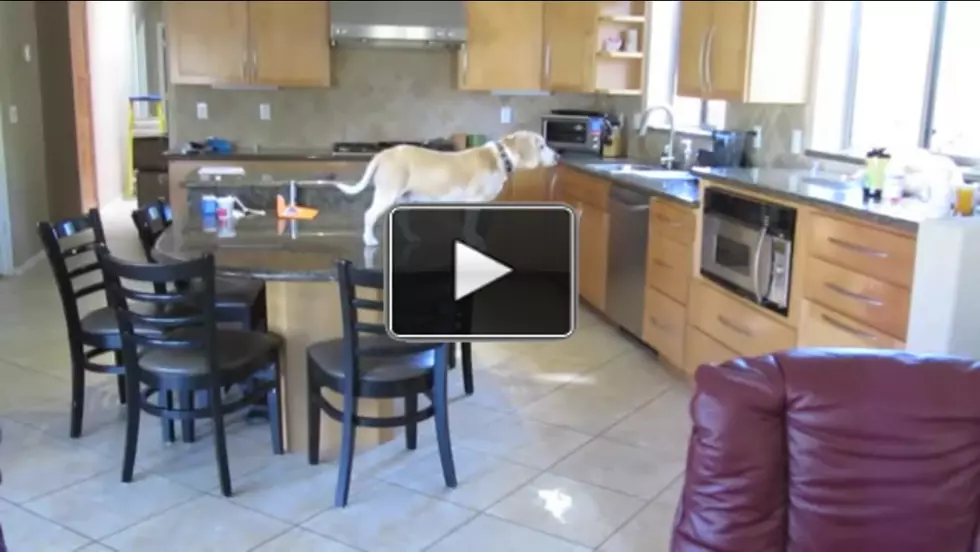 Watch This Ingenious Beagle Steal Chicken Nuggets Like a Boss [VIDEO]