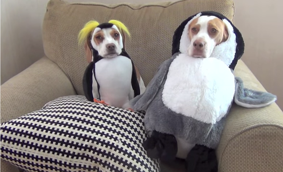 The Ultimate Dog Shaming Video [VIDEO]