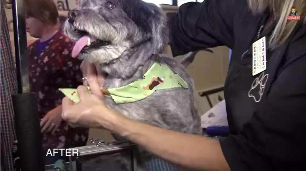 Extreme Puppy Makeover – #PrankitFWD [VIDEO]