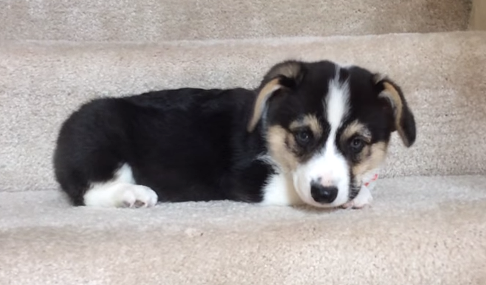 Corgi Puppy Learning To Climb Stairs