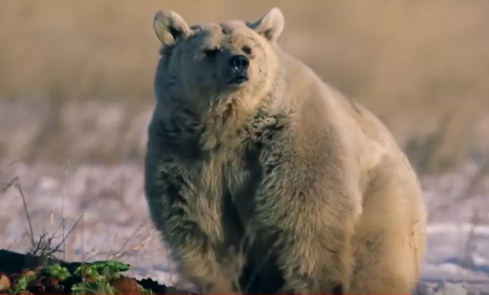 Former Circus Bear Gets To Hybernate For The First Time [VIDEO]
