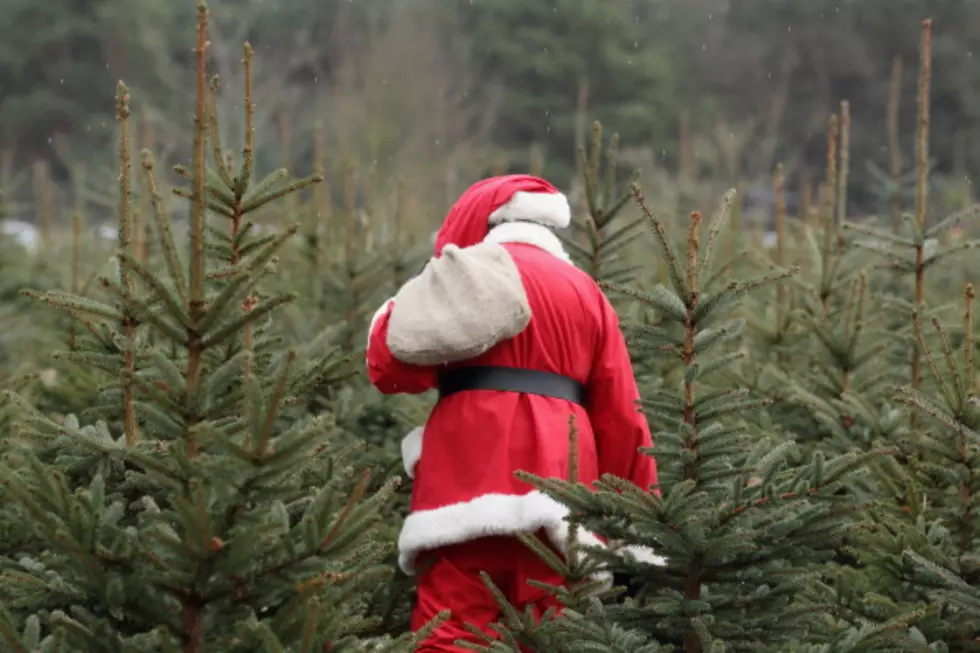 Gallatin County Christmas Tree Permits and Cutting Rules