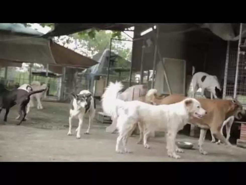 Looking to Adopt A Dog? Watch This [VIDEO]