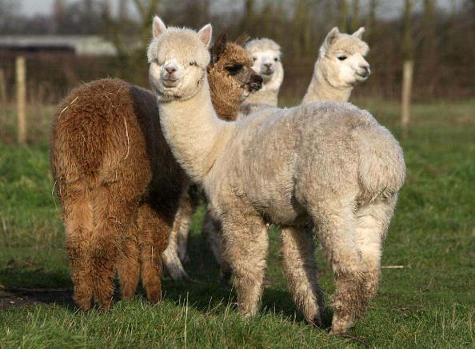 Alpacas of Montana is Holding Their Annual Open House September 27 &#8211; 28