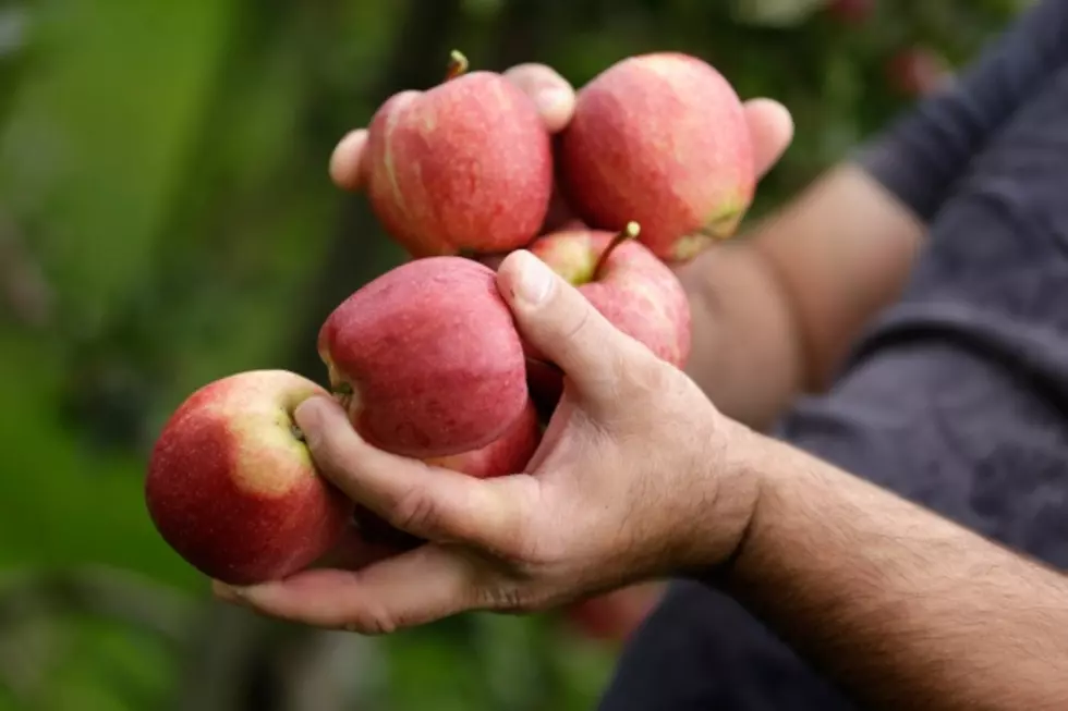 Gallatin Valley Food Bank’s 1st Annual Apple Harvest is Saturday, October 4