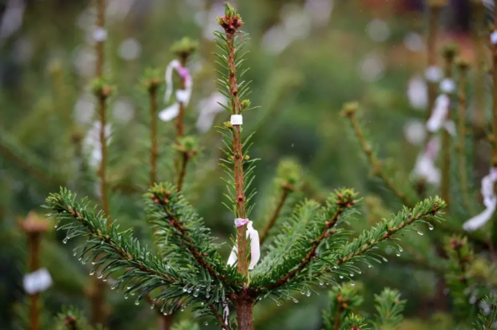  Inaugural Pay What You Can Tree Lot Happening December 3RD - 5TH