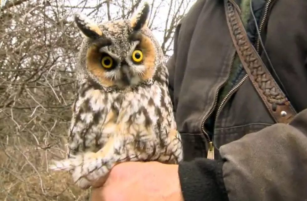 Ever Seen a Long-Eared Owl in Montana? [WATCH]