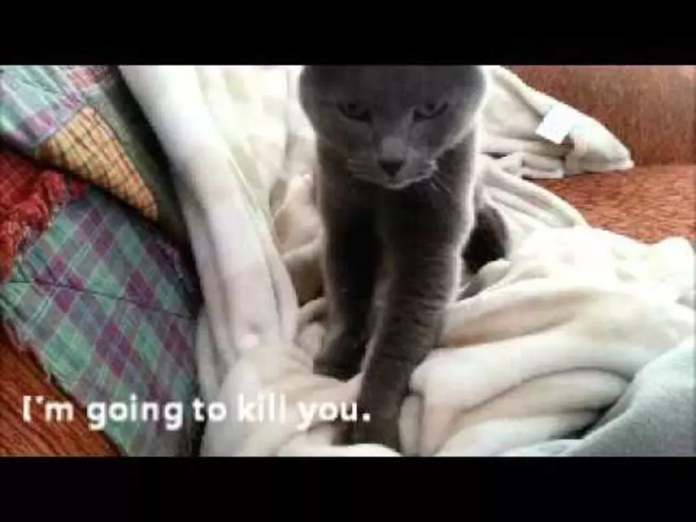 Michelle’s Cat May Kill Her [VIDEO]