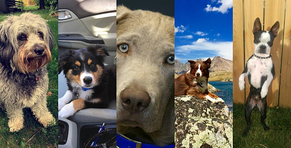 Who Will Win Bozeman&#8217;s Best Dog Contest 2016?