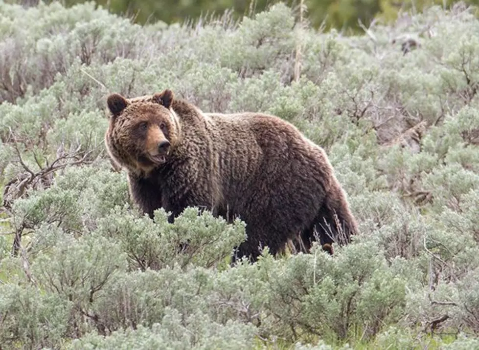 Yellowstone Kills Aggressive Grizzly Bear